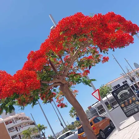 Appartamento Con Terrazza Soleggiatapiscina Sc788 San Miguel de Abona